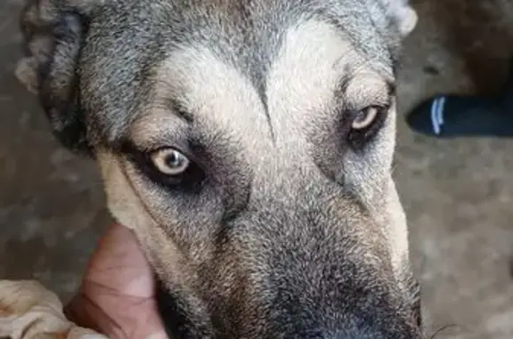 Found pets Austin, photo: Lost Dog: Brown & Black, Found in Austin