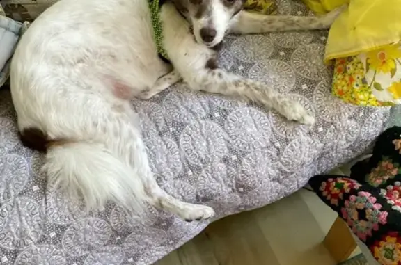 Lost Dog: White Tail & Pointed Ears