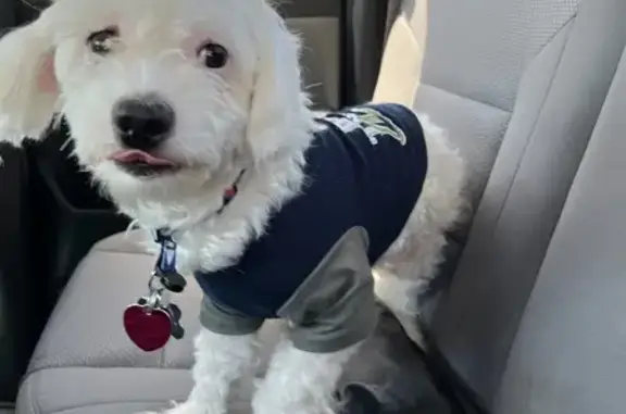 Shy White Dog Lost Near Garner State Park