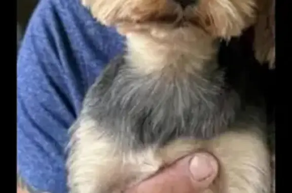Chien perdu , photo : Yorkshire Terrier perdu à Canly, pucé, sociable