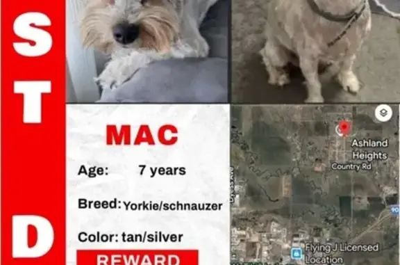 Lost pets Rapid City, photo: Lost Silver Dog with Tan Mustache