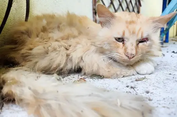 Animaux trouvés Cahors, photo: Chat roux blessé trouvé à Cahors