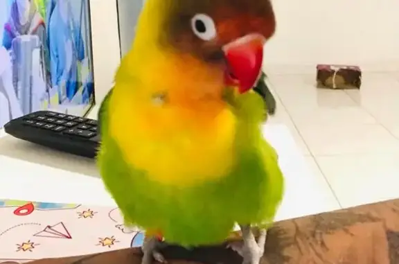 ¡Ayuda! Perdido agapornis Pepi en Alicante