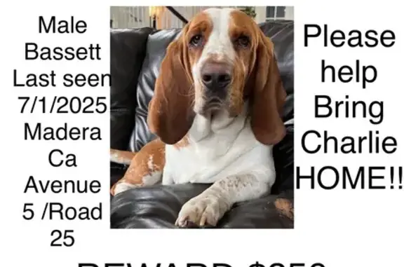 Lost Dog: Orange Collar, Madera Area