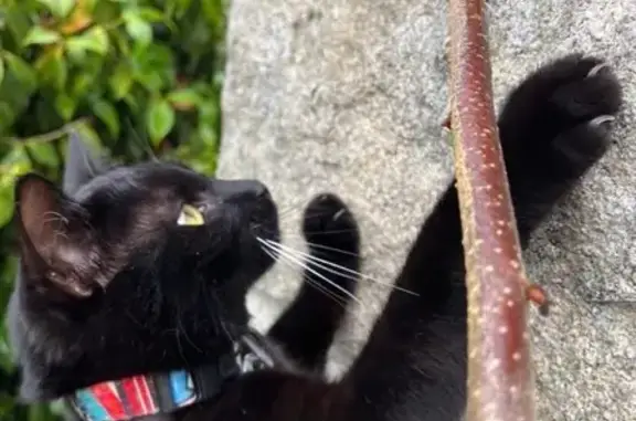 Chat perdu, Chanteloup, photo: Chat perdu, 8 mois, collier, Chanteloup