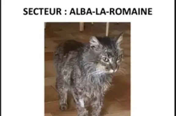 Chat perdu, Alba-la-Romaine, photo: Chat perdu, 9 ans, tigré, Alba-la-Romaine