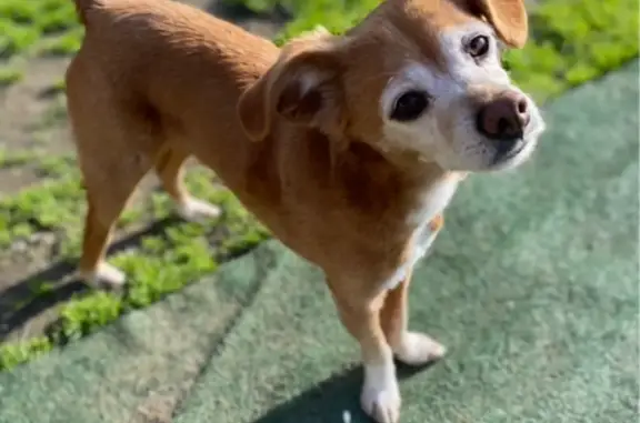 Lost Tan & White Dog in Oakland Area