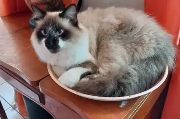 Chat siamois perdu à Paimbœuf - photo