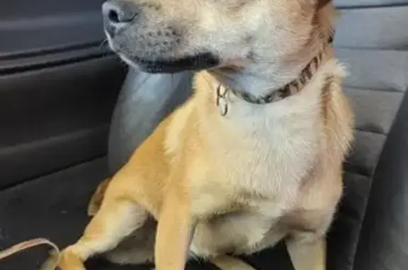 Found pets , photo: Sweet Young Dog Found in Albuquerque