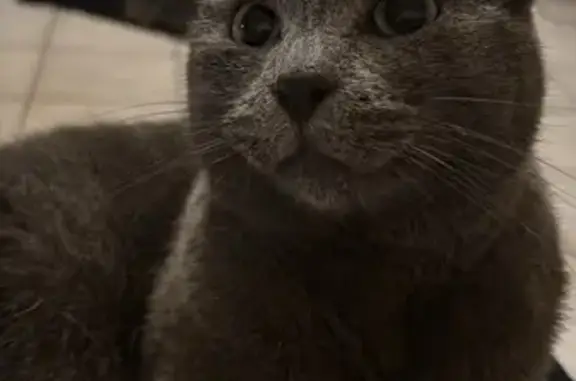 Chat gris perdu à Paimbœuf, quai Gautreau - photo