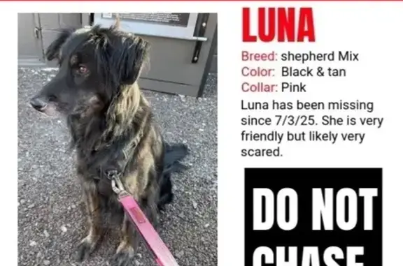 Lost Black Dog: Seen on Bonnell St, Flemington