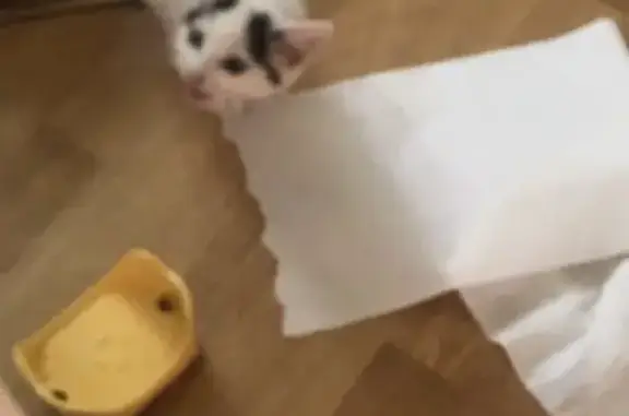 Animaux trouvés Quincampoix, photo: Chaton mâle trouvé à Quincampoix