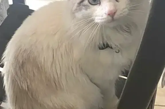 ¡Gato Muy Peludo Perdido en Neza!