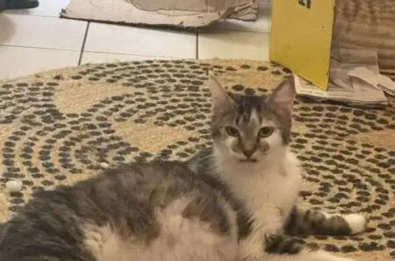 Chat perdu, Tours, photo: Chatte enceinte perdue à Tours