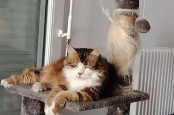 Chat perdu, Orléans, photo: Chatte perdue à Orléans, allée de Candolle