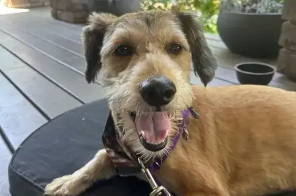 Found pets Stillwater, photo: Found Tan Dog: Stagecoach Trail, Stillwater