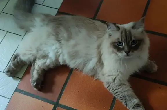 Chat perdu, Saint-Maxire, photo: Chat blanc perdu à Saint-Maxire