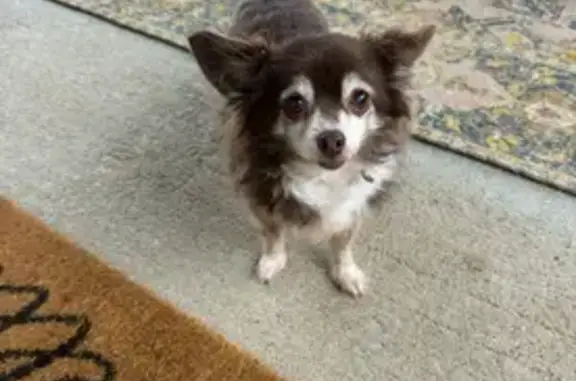 Lost 16yr Old Brown & White Dog in Helena