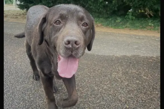 Animaux trouvés Châtenoy-le-Royal, photo: Labrador brun trouvé à Châtenoy-le-Royal