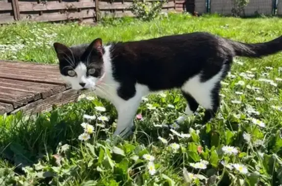 Chat perdue, collier rose, Montmarault - photo