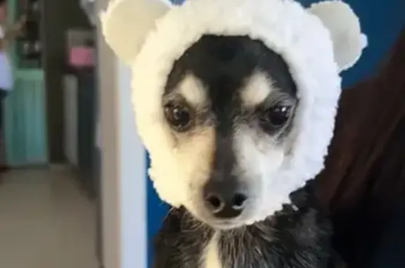 Lost and found pets , photo: Lost Elderly Dog: SW Castle Drive 20620