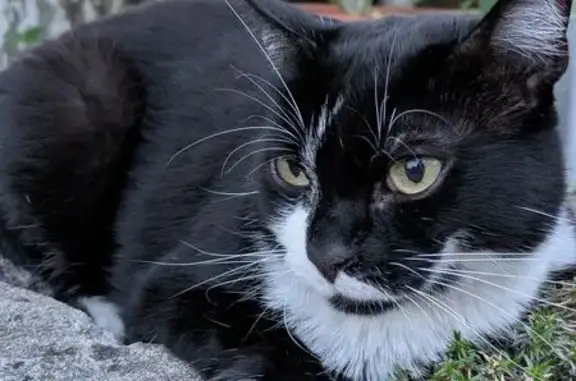 Chat perdu, Sarrians, photo: Chat noir et blanc perdu à Sarrians