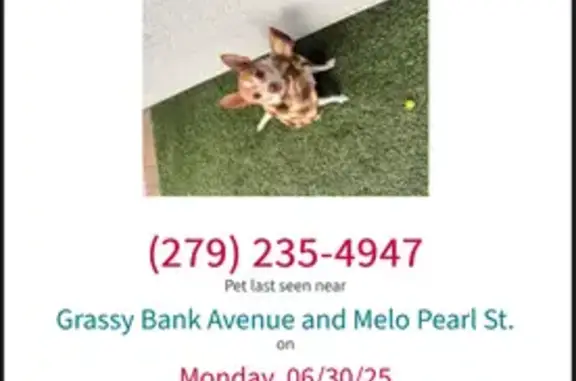 Missing dog Sacramento, photo: Help Find Max: Missing Chihuahua Alert!