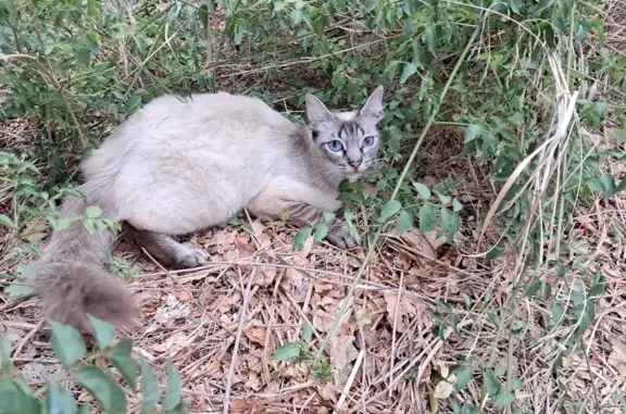 Gata Atigrada Cariñosa Encontr...