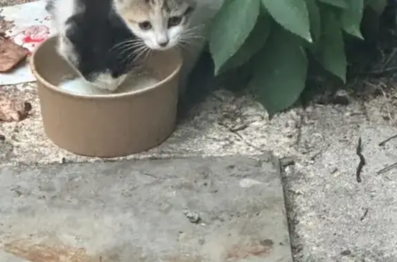 Chat trouvée à St-Chély-d'Apcher - photo
