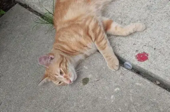 Friendly Orange Tabby Found in...