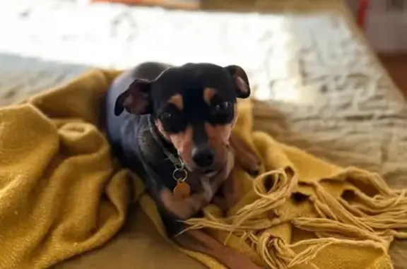 Lost Mini Pinscher: Orange Harness on RI St