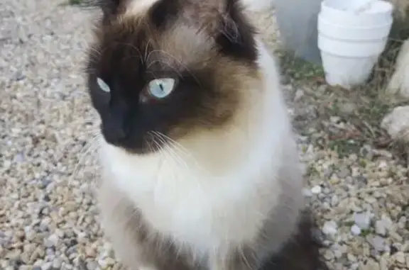 Chatte perdue à Lançon-Provence - photo