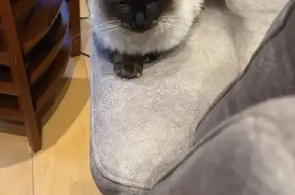 Lost and found pets United Kingdom, photo: Found: Young Ragdoll Cat on Castle St
