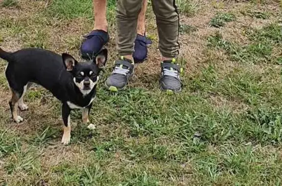 Perro Perdido: Negro con Manchas Marrones en Gijón