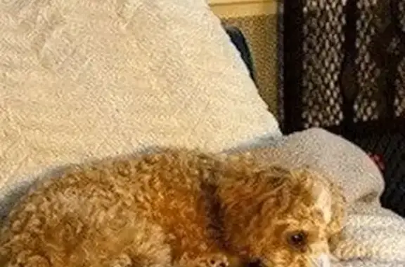 Help Find Phoebe: Lost Puppy in Chicago
