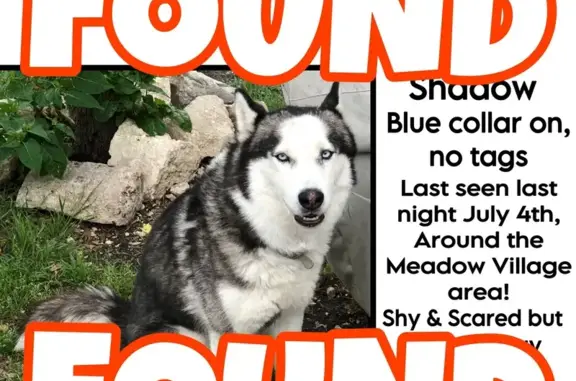 Lost pets San Antonio, photo: Lost Dog: Skunk-Tailed, Blue Eyes!