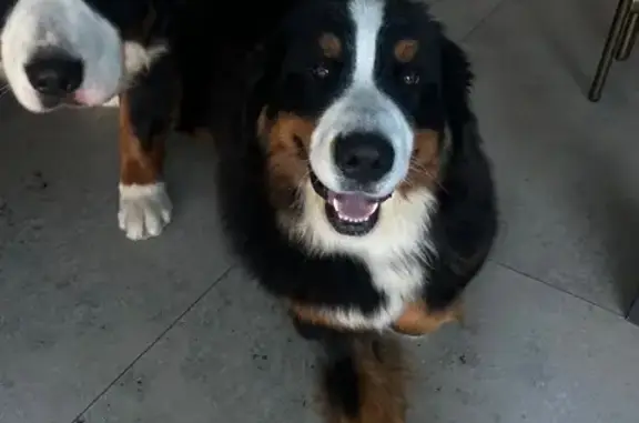 Lost pets Mosman, photo: Lost 3-Legged Dog on Burrawong Ave
