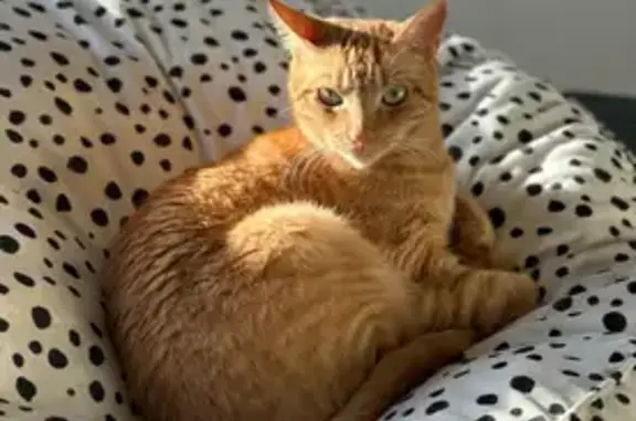 Lost pets Unley, photo: Lost Ginger Cat Teddy - Unley Area
