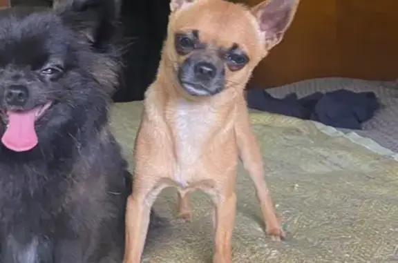 Lost pets , photo: Lost Chihuahua: Brown/Black on Mona Vale