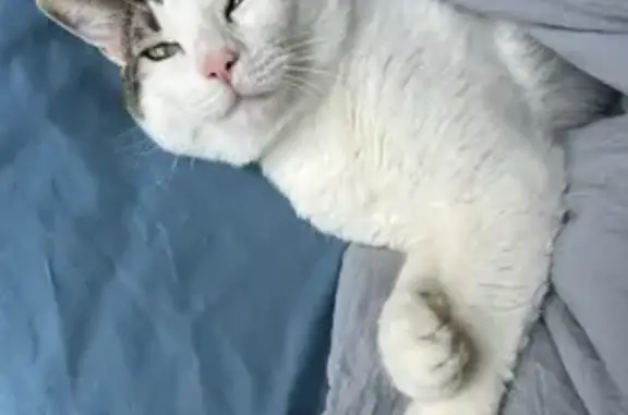 Lost Cat: White with Multi-Color Patches