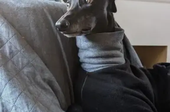 Lost Dog: Black Coat, Green Collar, Boroondara