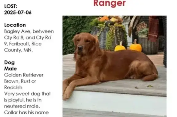 Missing dog Faribault, photo: Help Find Ranger: Lost Golden Retriever
