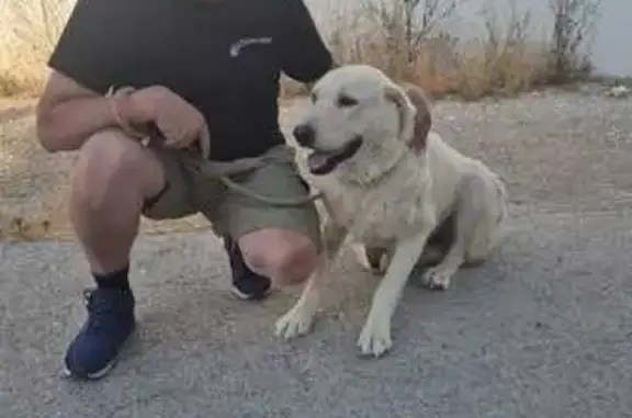Sasha, Labradora Blanca Perdida en Alacant
