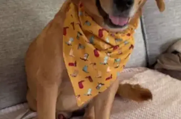 Lost Beagle-Lab Mix on Mavis Lane