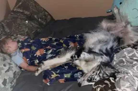 Lost: Sweet Black & White Aussie, 2 Yrs