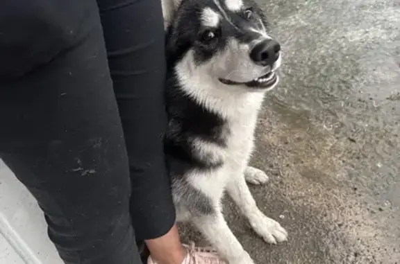 Perro encontrado , foto: Husky Blanco y Negro Encontrado en CDMX