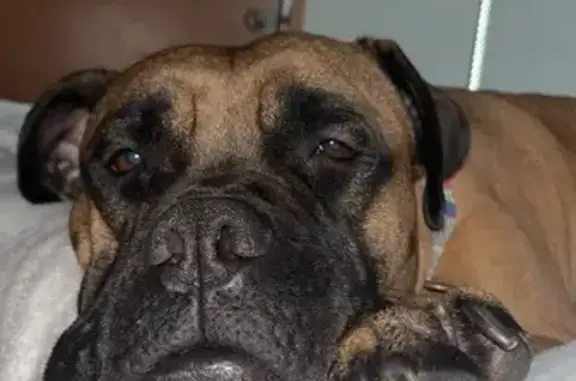 Lost Dog: Red/Brown, Black Ears & Face