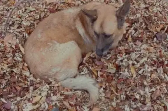Lost: Energetic German Shepherd Mix - Help!