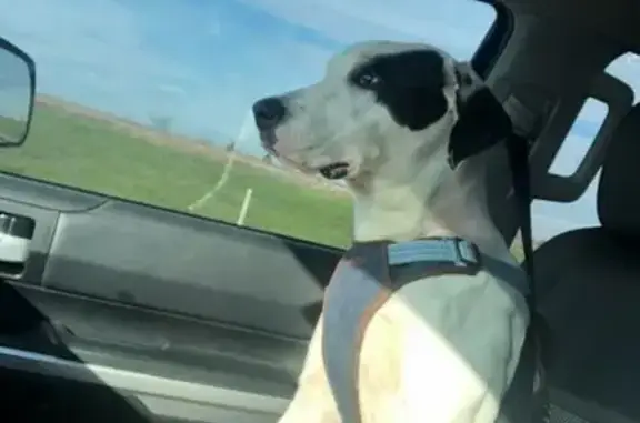 Lost pets Midland, photo: Lost White Great Dane Mix - Midland