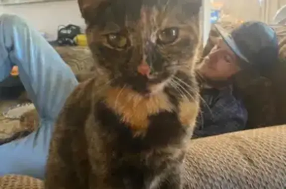 Lost Tortoise Shell Cat on Milburnton Rd